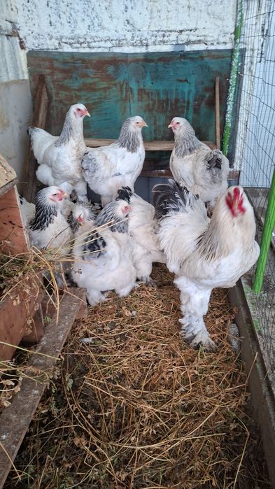 Vând ouă găini brahma australop motate incaltate si găini  pitici 10le