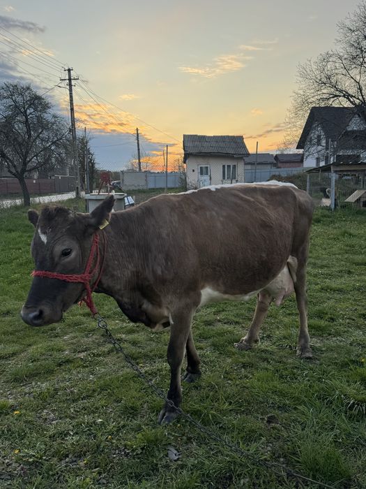 Vacă 6 ani, gestanta in doua luni.