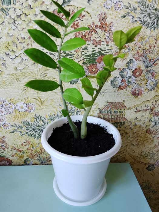 Продам Замиокулькас .