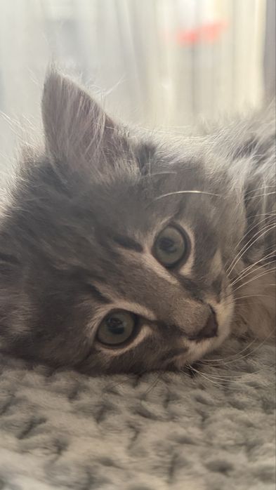 Котенок в поиске дома