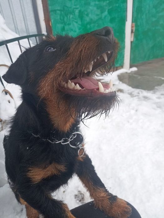 Ягдтерьер кабель для вязки