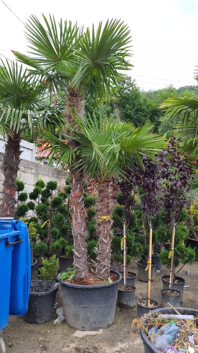 Vând palmieri trachycarpus fortunei