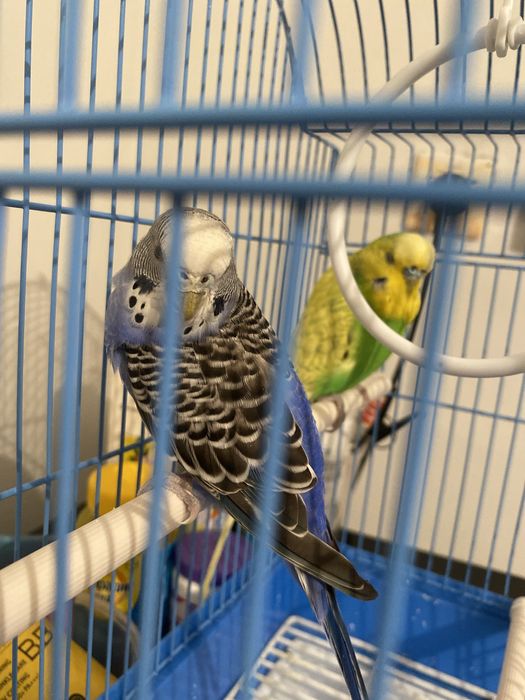 Папугай жағыдайы жақсы