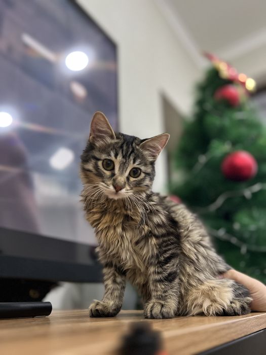 Продаются котята!