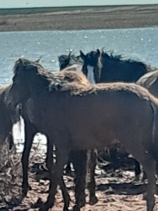 Еркек тайлар сатылады  7-бас