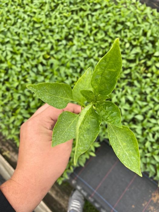 Rasad ardei / Rasaduri de ardei kapia ureche de elefant