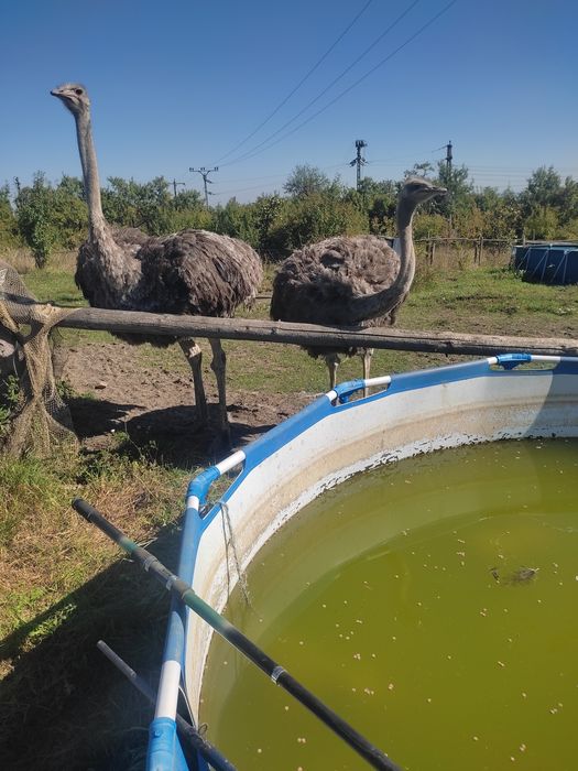 Femelele struț african