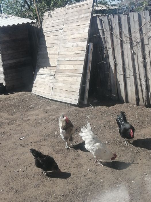 Продам домашних петухов