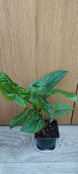 Цветя за продажба!