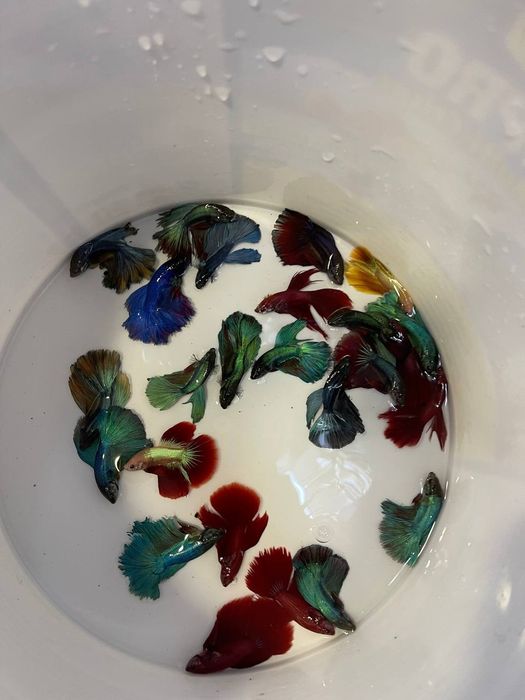 Baliq magazing assartiment kotta