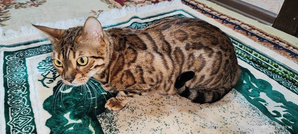 Toza Bengalskiy Qiz Bola Mushuk