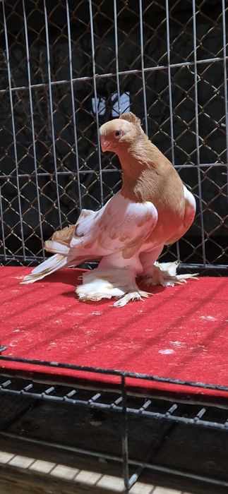 Нават голуббкааа