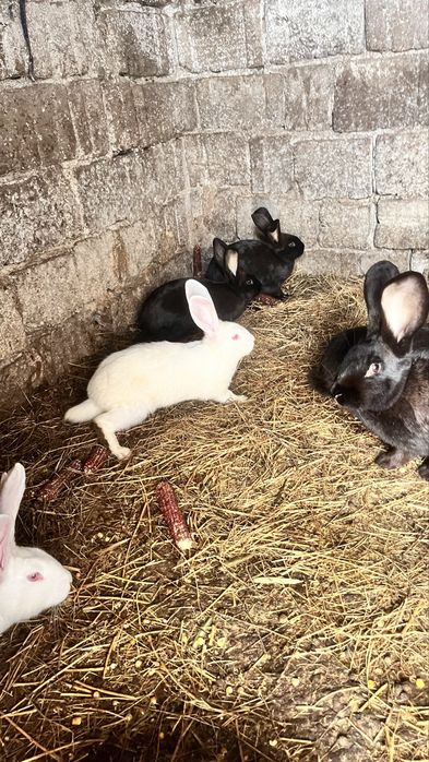 Iepuri : californian, fluture german,