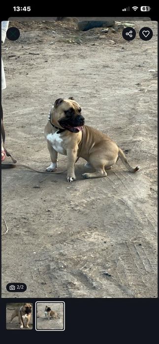 Американский Булли с документами