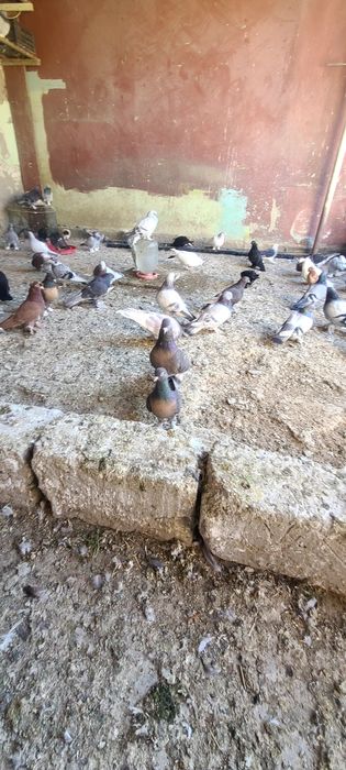 Продаётся Голуби