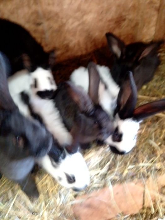 Se vinde tot efectivul