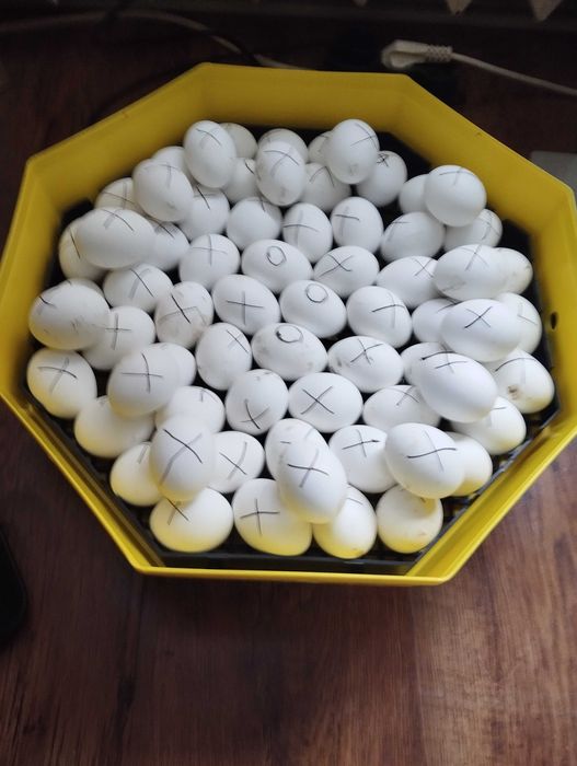 Бял Легхорн оплодени яйца 0.5 евро.