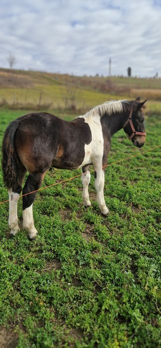 Manz tarcat de 6 luni