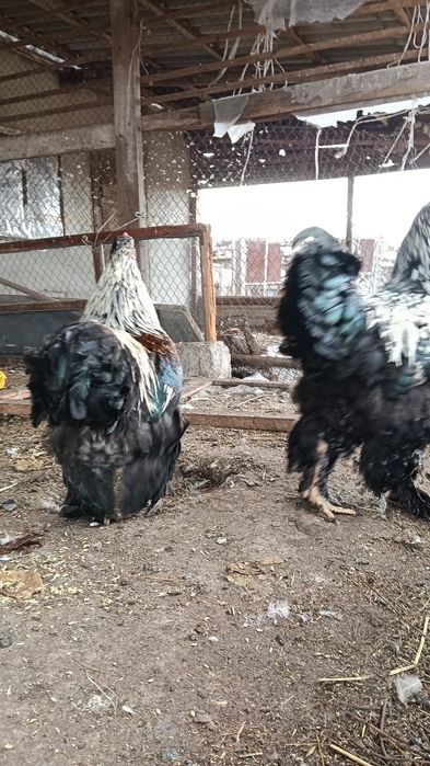 Инкубационные яйца Брама