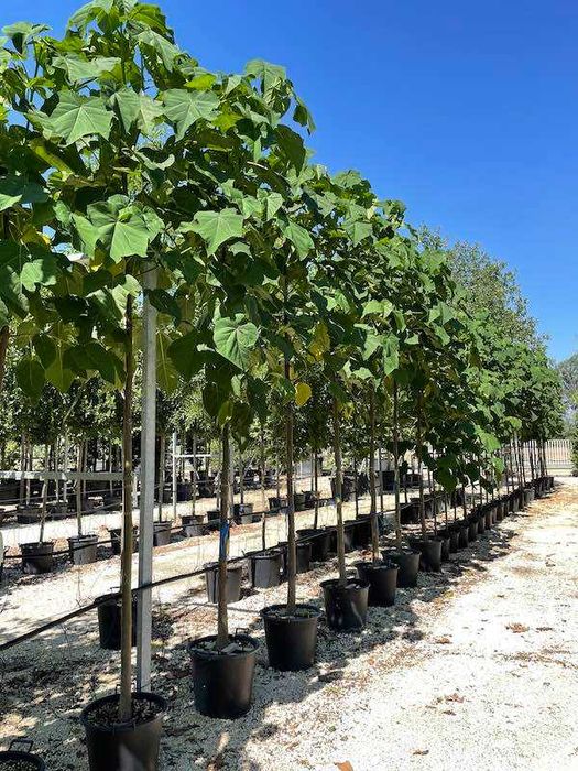 Paulownia tomentosa PAULONIA ornamentala crestere rapida - Isalnita