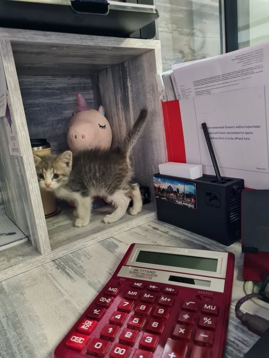 отдам котенка в добрые руки