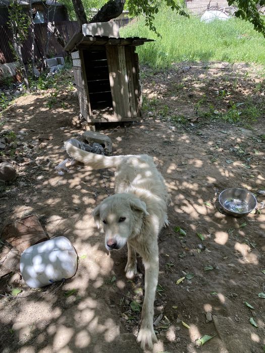 Отдам в хорошие руки пес