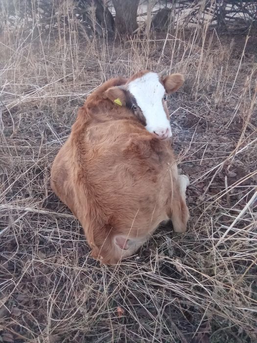 Продам 320000 тг