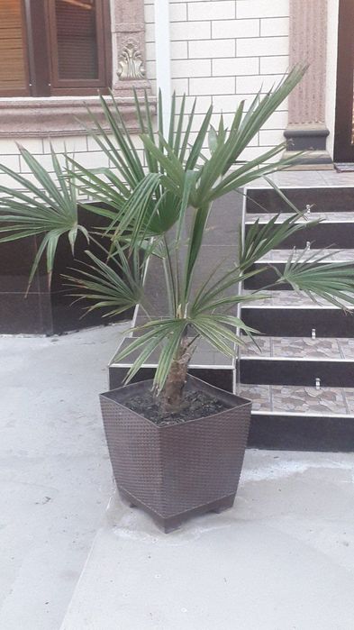 Hovli sotiladi. Navoiy v. Karman tn. 8 sotixli 7 xonali uy