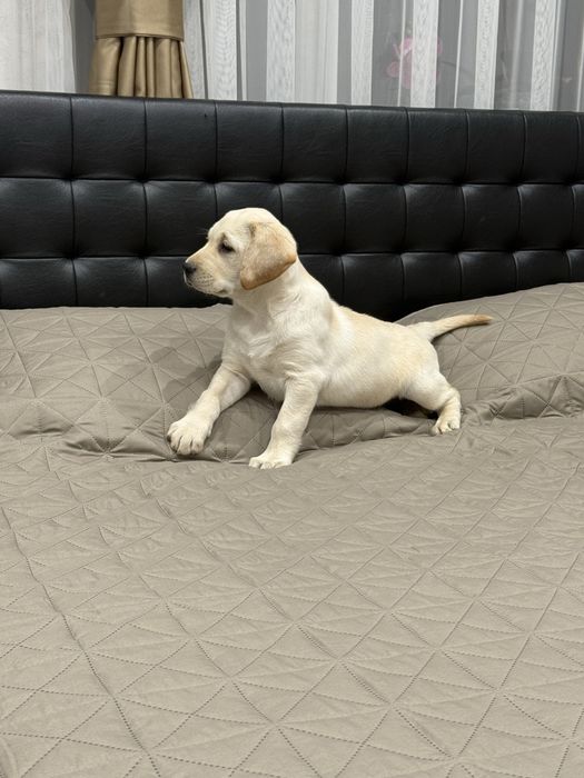 Чистокръвни Лабрадор Ретривар: