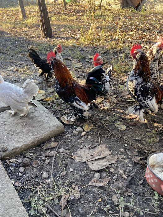 Vand pereche,cocosel si gainuse liliputi