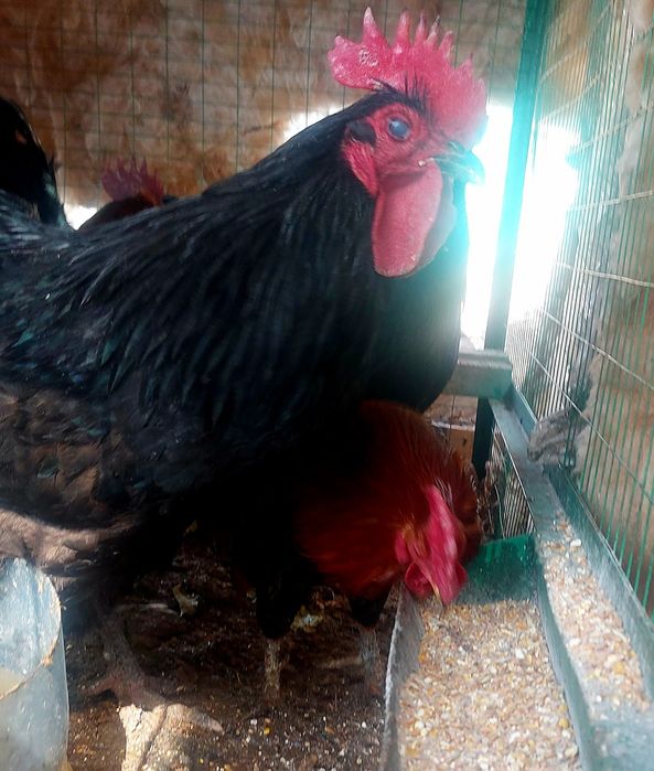 Продам красивых петухов