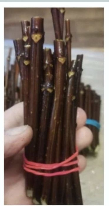 Гортензия метельчатая черенки