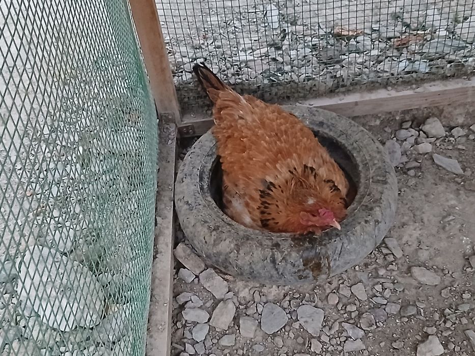 Tovuqlar sotiladi hammasi sog'lom yaxshi xolda narxlar insof bn quylgn