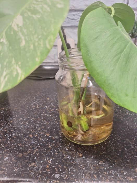 Монстера Альба черенки укорененные