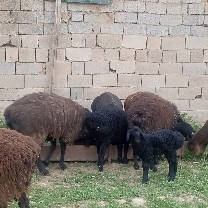 Қисары қозылы қой