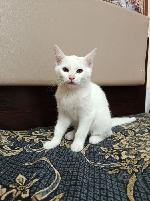 Продам кота 2 месеца