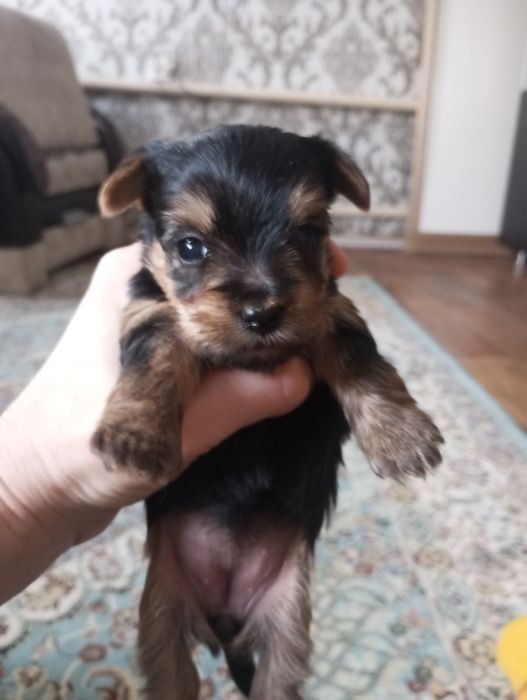 Щенки  Йорков бронь