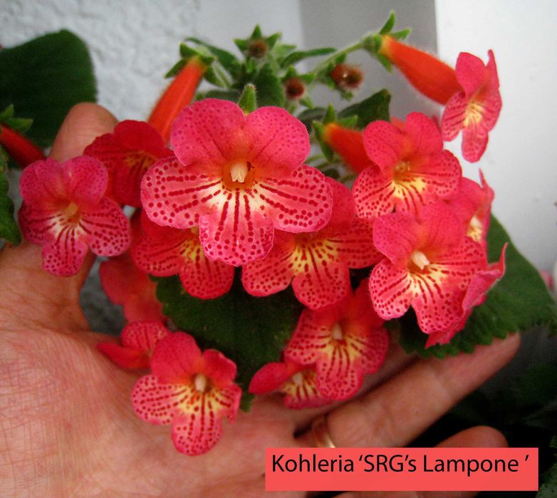 Kohleria , 8 butasi cu Radacina -culori mixte