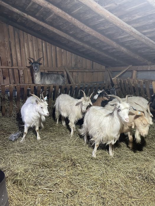 5 capre ales din 10 sau schimb cu oi breze