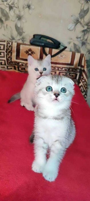 вязка коты шиншиллы