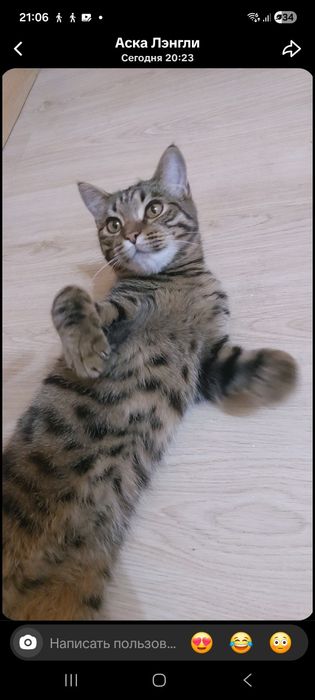 Бесплатно Котик ищет дом