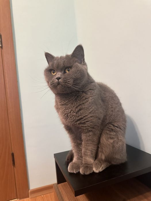 Шотландски клепоухи и британски късокосмести котки