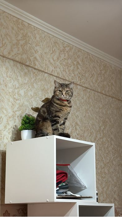 Отдам в добрые руки