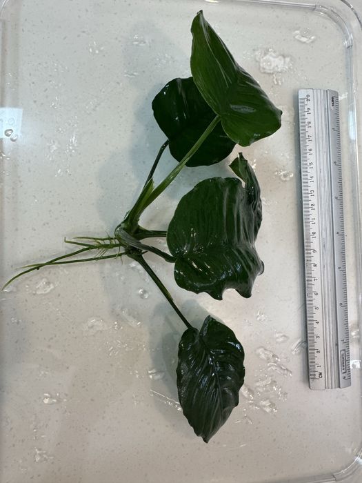 Аквариумное растение Анубиас