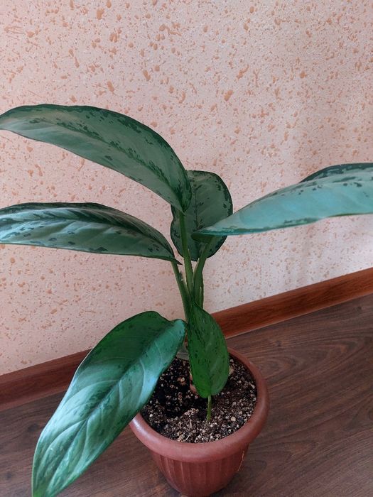 Аглонема Фридман