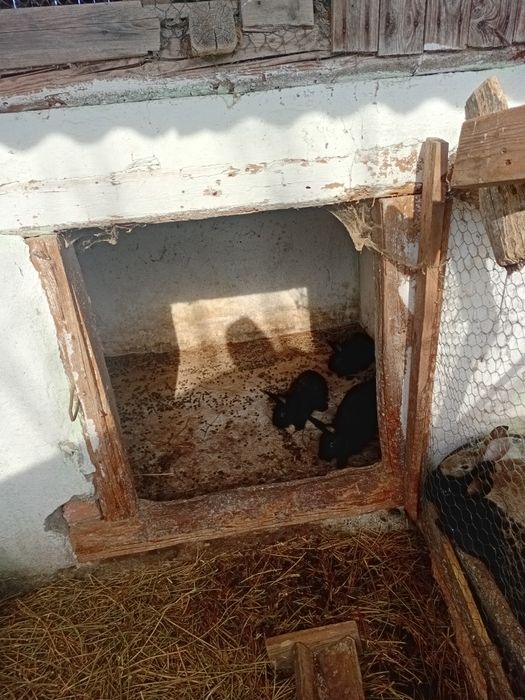 Vind iepurasi de comun