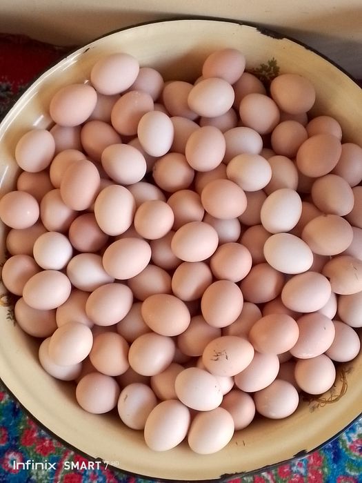 Uy sharoitida boqilga tovuq tuxumi bor