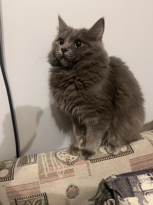 Мысық тегін беріледі!