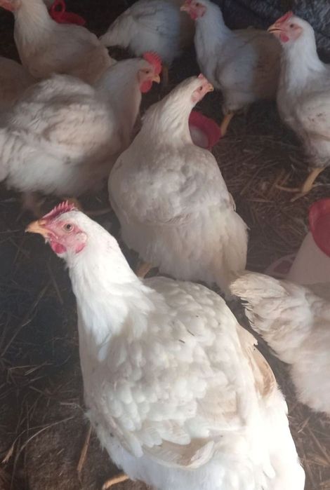 Pui carne 2.5-2.9 kg