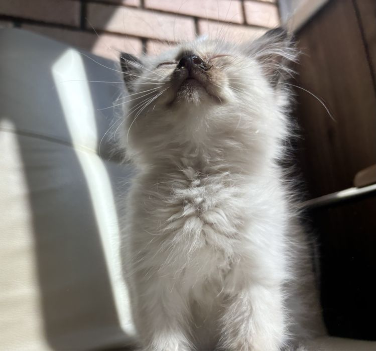 Котеночек в добрые ручки